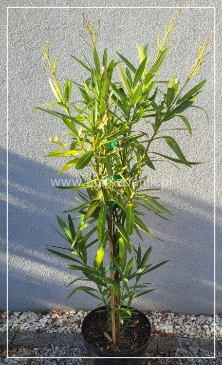 Oleander pospolity (Nerium oleander)- BIAŁY