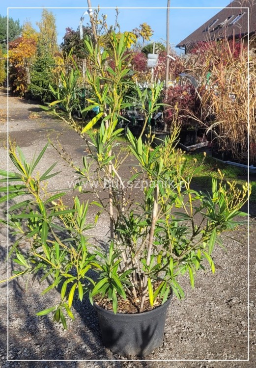 Oleander pospolity biały