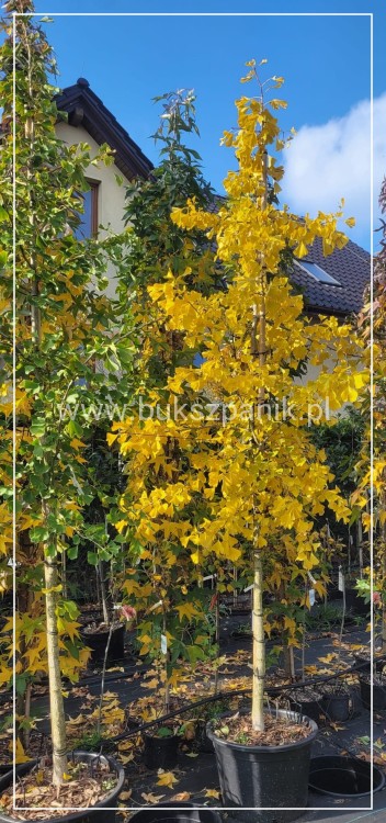 Miłorząb dwuklapowy - Ginkgo biloba ob 12-14cm Wys. 300cm C60l