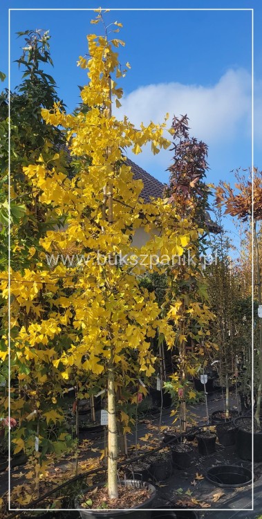 Miłorząb dwuklapowy - Ginkgo biloba ob 12-14cm Wys. 300cm C60l