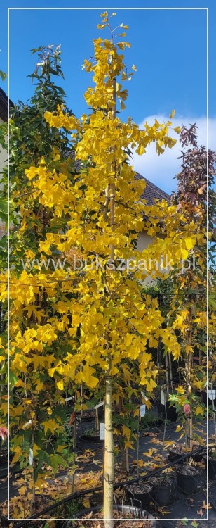 Miłorząb dwuklapowy - Ginkgo biloba ob 12-14cm Wys. 300cm C60l