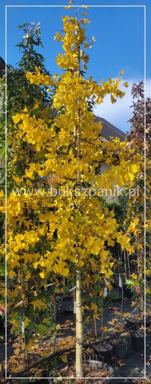 Miłorząb dwuklapowy - Ginkgo biloba ob 12-14cm Wys. 300cm C60l
