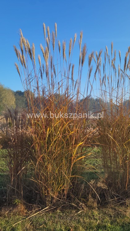 Miskant chiński Andenken an Gerhard Barth -Miscanthus sinensis
