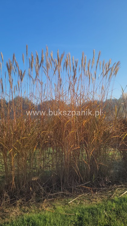 Miskant chiński Andenken an Gerhard Barth -Miscanthus sinensis