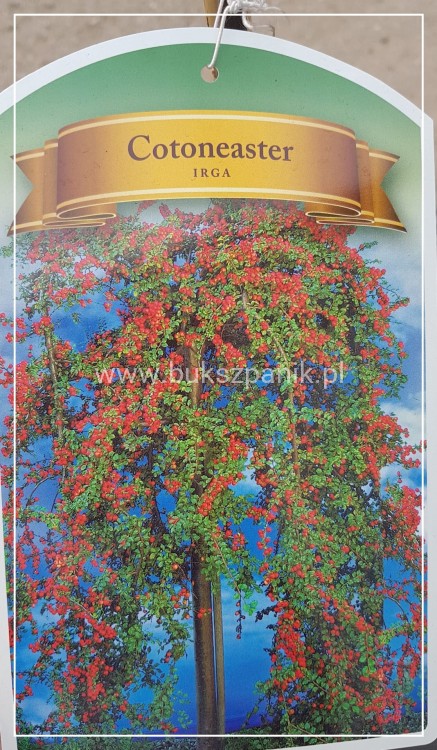 Irga na pniu - Cotoneaster PA 70-100cm