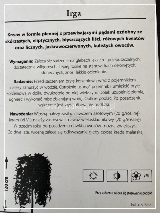 Irga na pniu - Cotoneaster PA 70-100cm