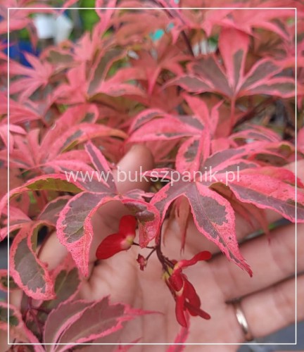 Klon palmowy Shirazz- PA60-90/50-80cm C12- Acer palmatum