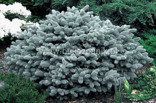 Świerk kłujący Glauca Globosa C5, 20-30cm- Picea pungens