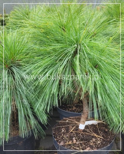 Sosna Schwerina 'Wiethorst' c10, 40cm- Pinus x schwerinii