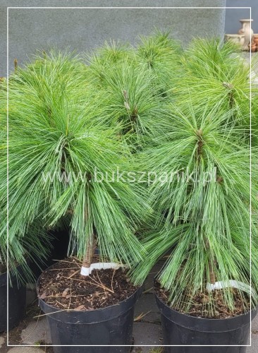 Sosna Schwerina 'Wiethorst' c10, 40cm- Pinus x schwerinii