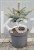 Świerk kłujący Glauca Globosa C5, 20-30cm- Picea pungens