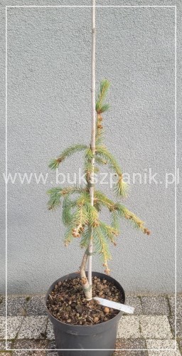 Świerk Engelmanna Bush's Lace
