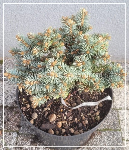 Świerk Kłujący Blue Ball- Picea pungens