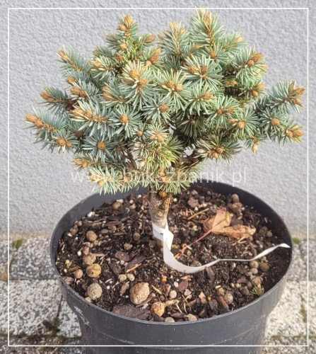 Świerk Kłujący Blue Ball - Picea pungens