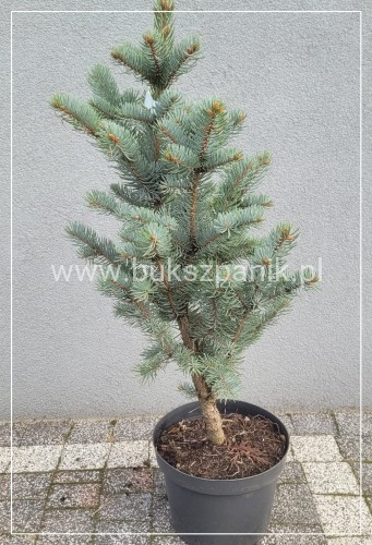 Świerk kłujący 'Iseli Fastigiate C5, 35-40cm- Picea pungens