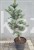 Świerk kłujący 'Iseli Fastigiate C5, 35-40cm- Picea pungens