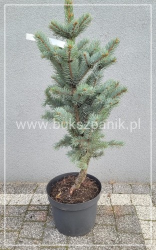 Świerk kłujący 'Iseli Fastigiate C5, 35-40cm- Picea pungens
