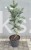 Świerk kłujący 'Iseli Fastigiate C5, 35-40cm- Picea pungens