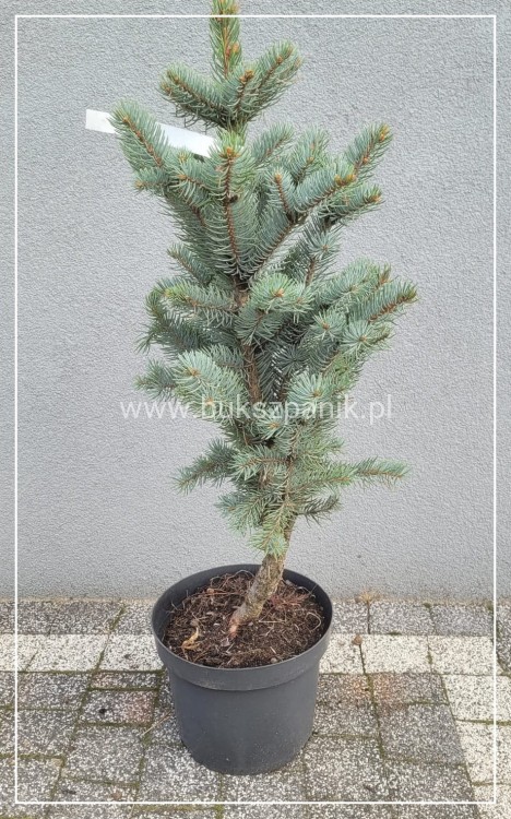 Świerk kłujący 'Iseli Fastigiate C5, 35-40cm- Picea pungens