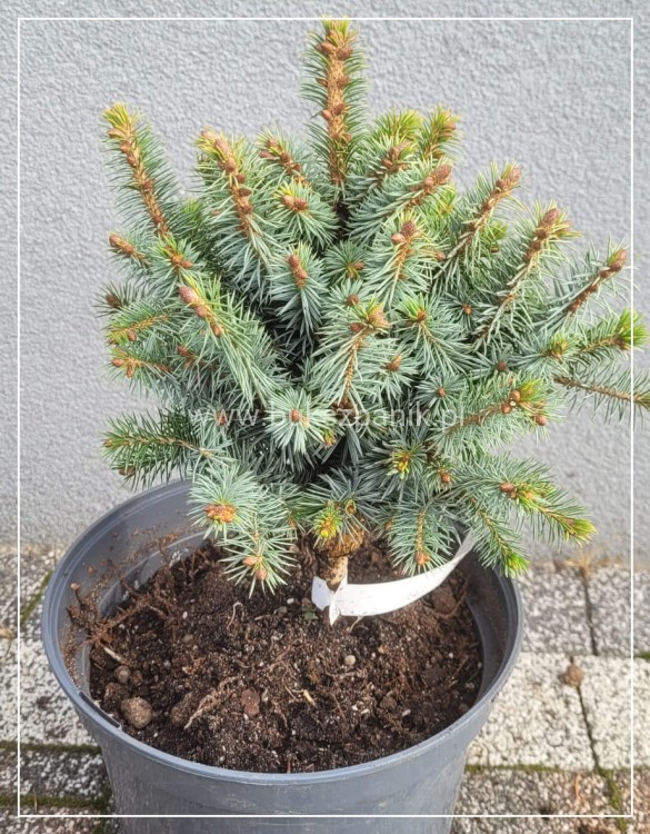 Świerk sitkajski Midget C5, 15-20- Picea sitchensis
