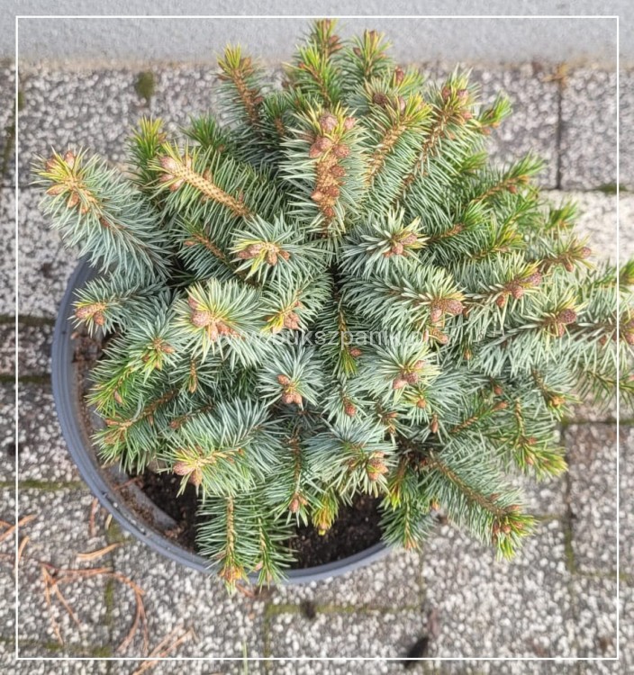 Świerk sitkajski Midget C5, 15-20- Picea sitchensis