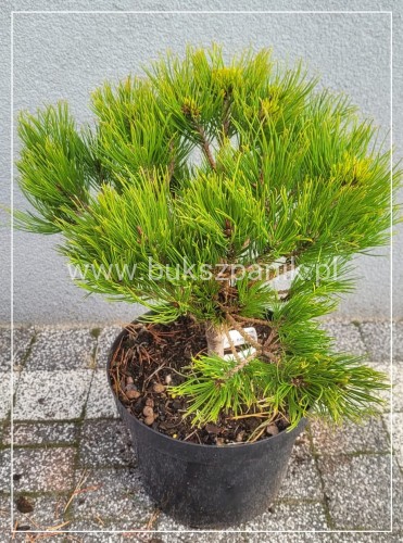 Sosna gęstokwiatowa KIM- pinus densiflora