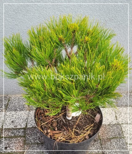 Sosna gęstokwiatowa KIM- pinus densiflora