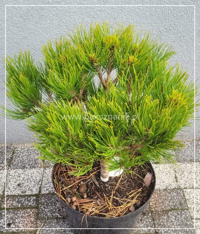 Sosna gęstokwiatowa KIM- pinus densiflora