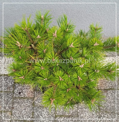 Sosna gęstokwiatowa LOW GLOW- Pinus densiflora