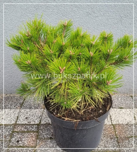 Sosna gęstokwiatowa LOW GLOW- Pinus densiflora