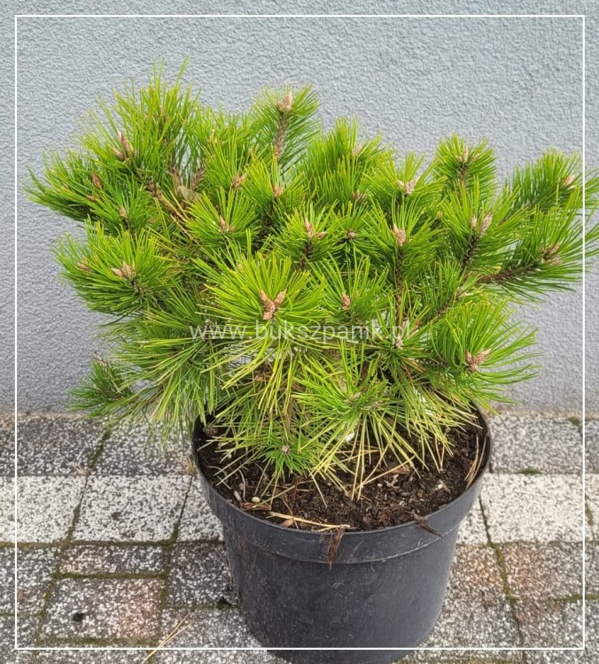 Sosna gęstokwiatowa LOW GLOW- Pinus densiflora