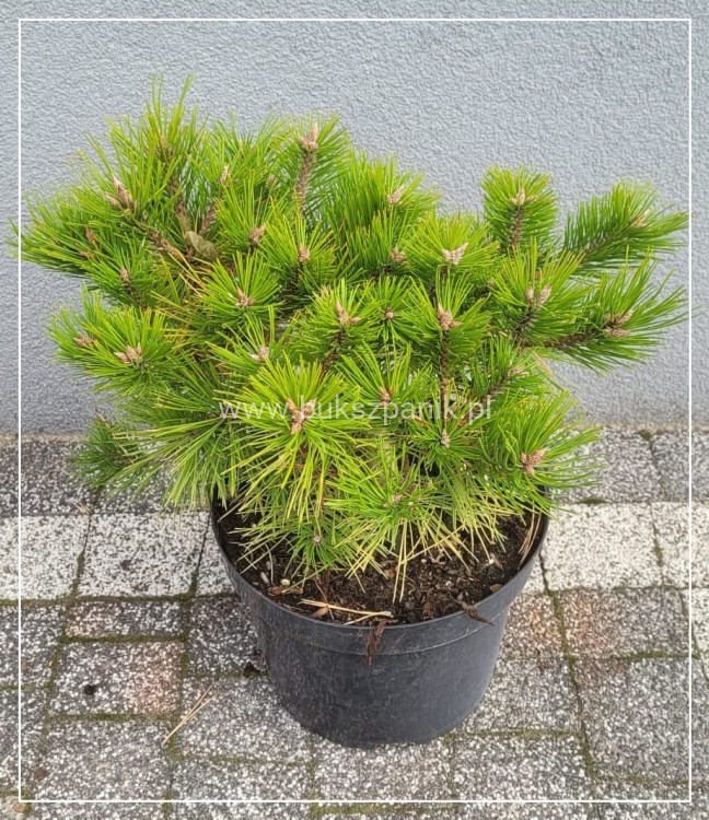 Sosna gęstokwiatowa LOW GLOW- Pinus densiflora