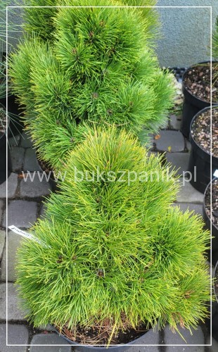 Sosna gęstokwiatowa MEYLAN COMPACT- pinus densoflora