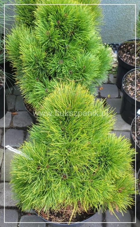 Sosna gęstokwiatowa MEYLAN COMPACT- pinus densoflora