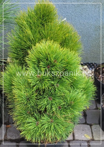Sosna gęstokwiatowa MEYLAN COMPACT- pinus densiflora