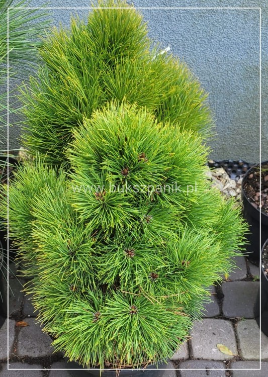 Sosna gęstokwiatowa MEYLAN COMPACT- pinus densiflora
