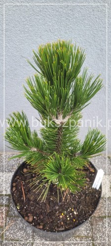 Sosna bośniacka 'Emerald Arrow