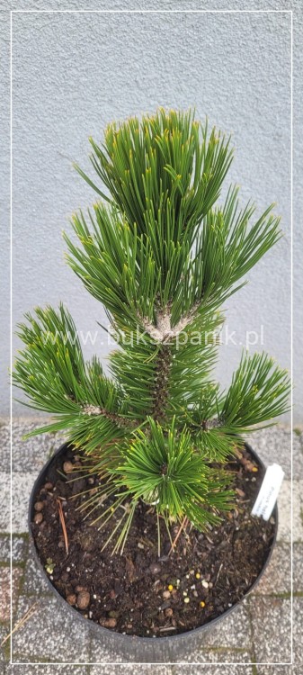 Sosna bośniacka 'Emerald Arrow