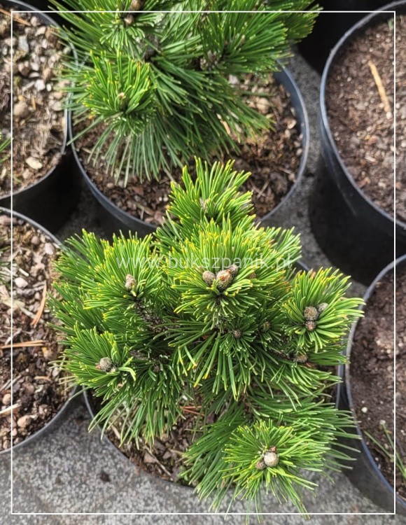 Sosna bośniacka Grüne Lagune - Pinus heldreichii