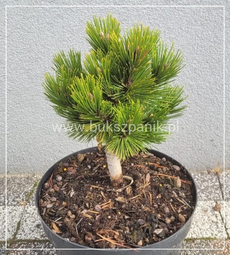 Sosna bośniacka - PIRIN 4 - C5,25cm Pinus heldreichii