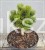 Sosna bośniacka - PIRIN 4 - C5,25cm Pinus heldreichii