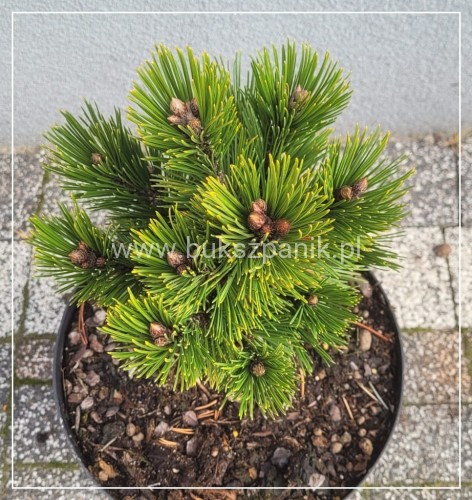 Sosna bośniacka - PIRIN 4 - C5,25cm Pinus heldreichii