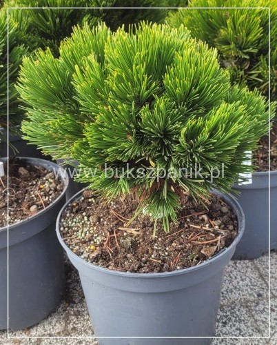 Sosna bośniacka SMIDTII C5 25cm- Pinus heldreichii