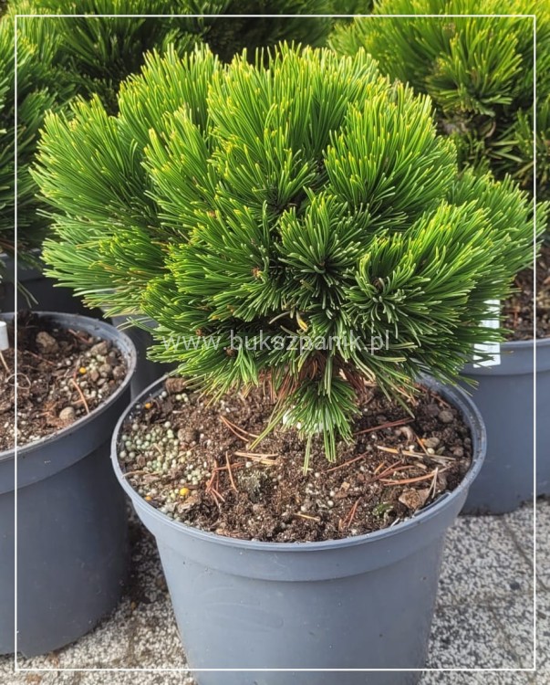 Sosna bośniacka SMIDTII C5 25cm- Pinus heldreichii
