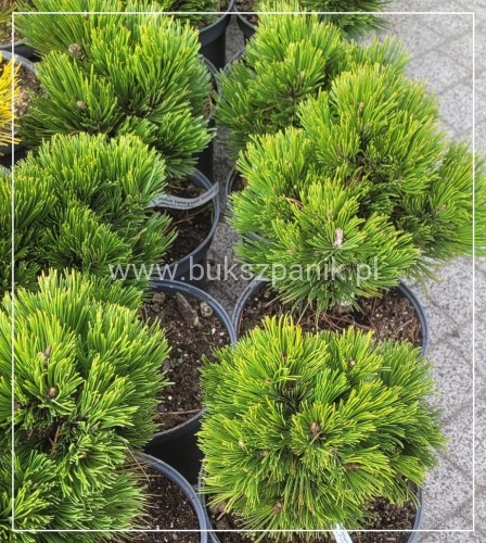 Sosna bośniacka SMIDTII C5 25cm- Pinus heldreichii