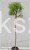 Sosna Jeffreya JOPPI- Pinus jeffreyi
