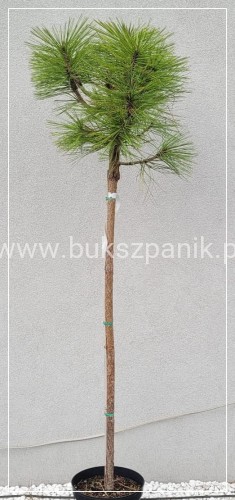 Sosna Jeffreya JOPPI- Pinus jeffreyi