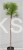Sosna Jeffreya JOPPI- Pinus jeffreyi