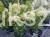 Hortensja bukietowa "LITTLE LIME JANE"- Hydrangea paniculata