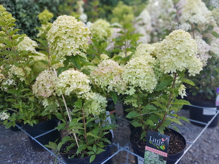 Hortensja bukietowa "LITTLE LIME JANE"- Hydrangea paniculata
